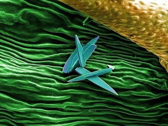 Кристаллы на поверхности конопли Неизвестные кристаллы, найденные на поверхности почки