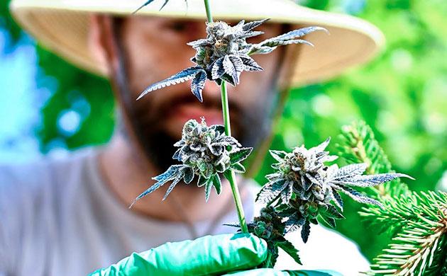 Урожай автоцветов Урожай автоцветов