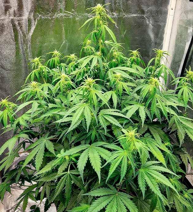 Начало цветения Куст Gorilla Punch Auto на 6 неделе развития