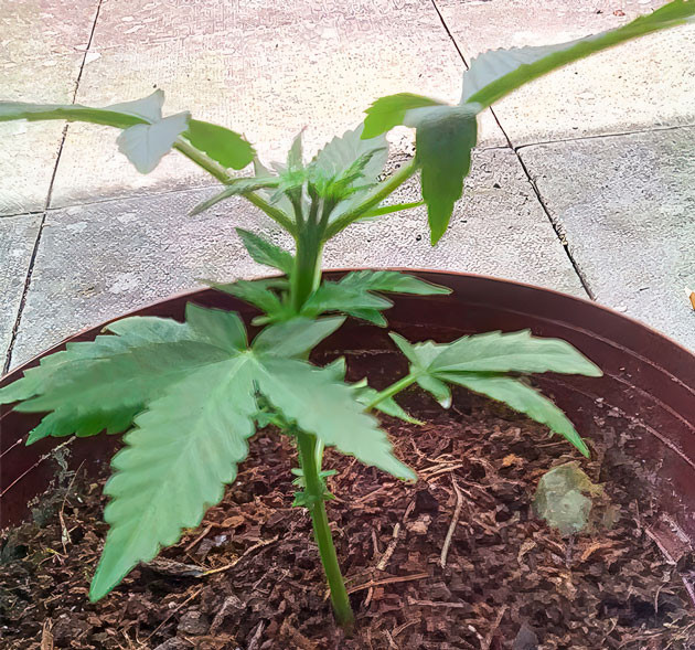 Куст Eleven Roses от Delicious Seeds на 2 неделе