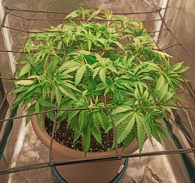 Перевод на режим 12/12 Куст Bruce Banner #3 от Herbies Seeds на 7 неделе