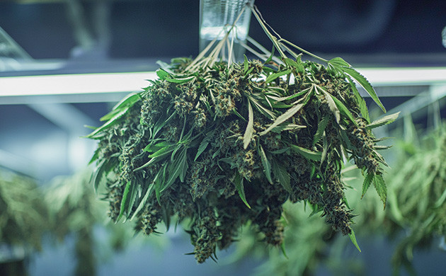 Процесс сушки урожая Сбор урожая конопли