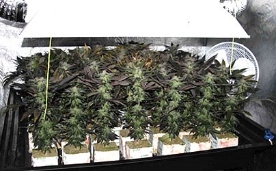 SoG – «Море Зелени» (много клонов)