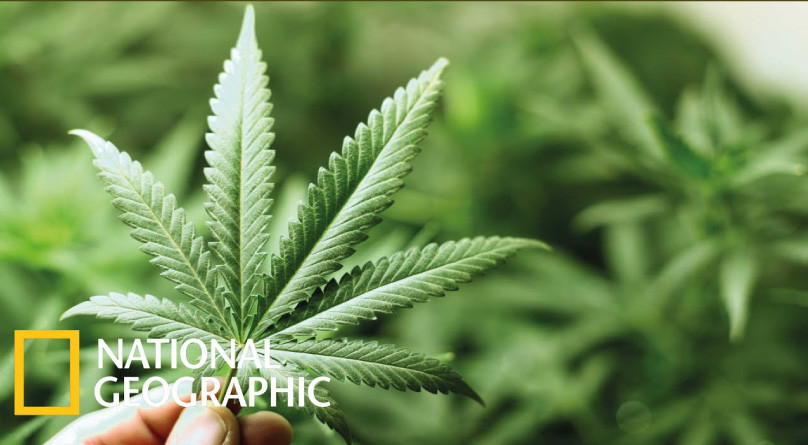 Фильм «Внутреннее дело: Марихуана» Внутреннее дело: Марихуана