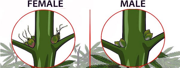 Мужское и женское растение конопли Чем отличаются мужские и женские растение конопли