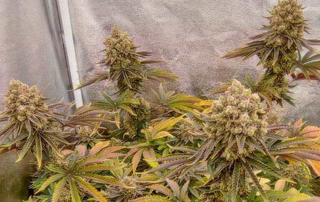 Сочный аромат цитрусов Кусты Lemon Tree от Barney's Farm на 15 неделе