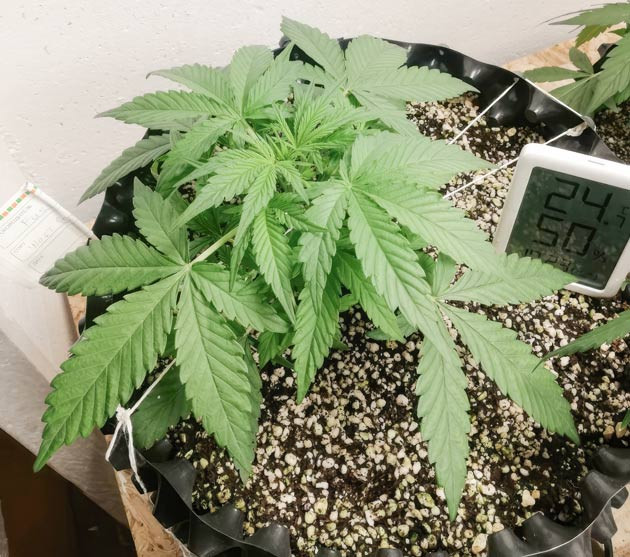 Проведение тренировки LST Куст Alpha 21 от AlphaFem Seeds на 3 неделе