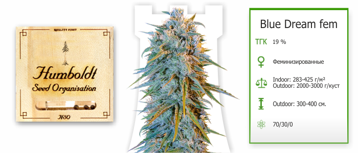 Blue Dream Blue Dream