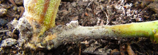 Стебель конопли гниет