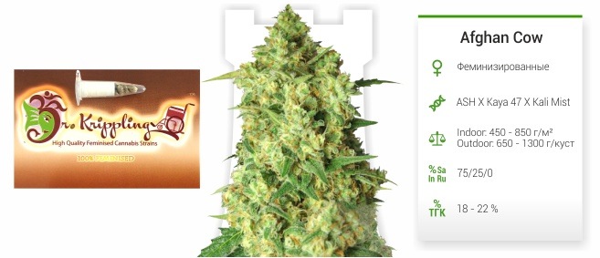 Afghan Cow Afghan Cow