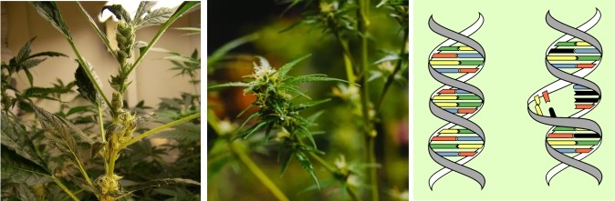 некачественная генетика Плохая генетика