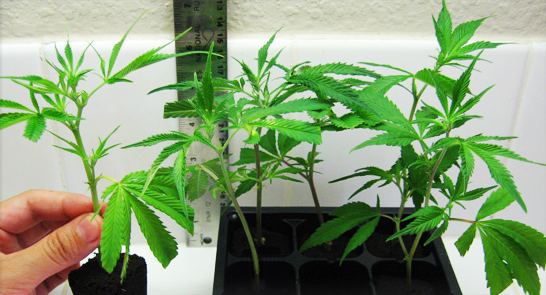 клоны фемки