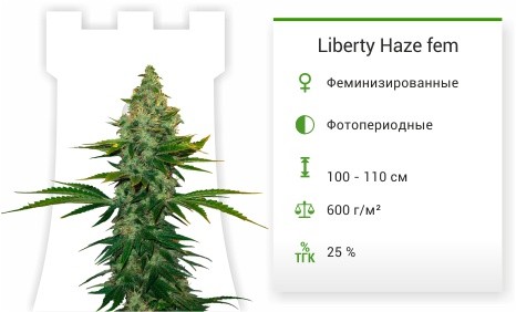 Сорт марихуаны Liberty Haze Liberty Haze fem от Barney's Farm