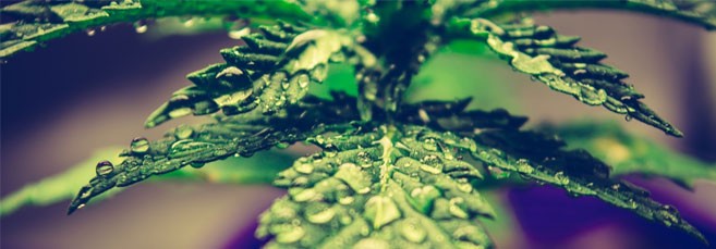 Водный стресс конопли