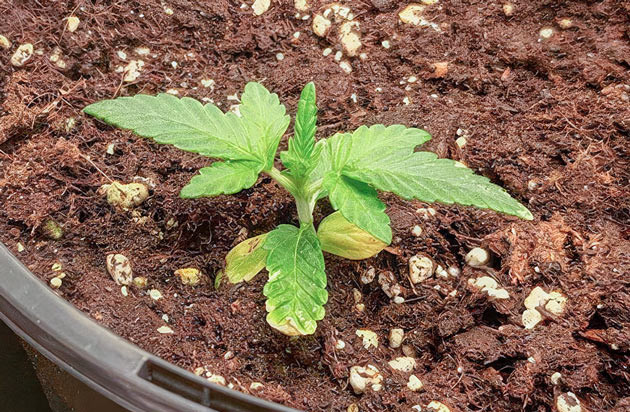 Пожелтевшие листья конопли Росток Lemon Tree от Barney's Farm на 1 неделе