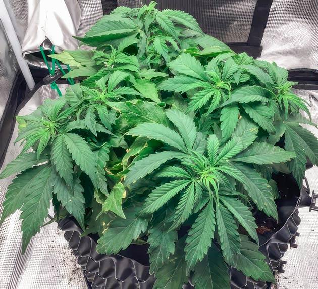 Восстановление после топпинга Куст Godzilla Cookies Auto от Herbies Seeds на 5 неделе