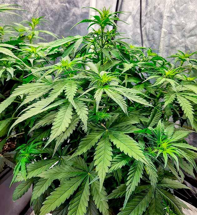 Куст ростом 40 см Куст Gorilla Punch Auto от FastBuds на 5 неделе