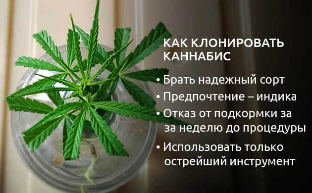 Как клонировать коноплю