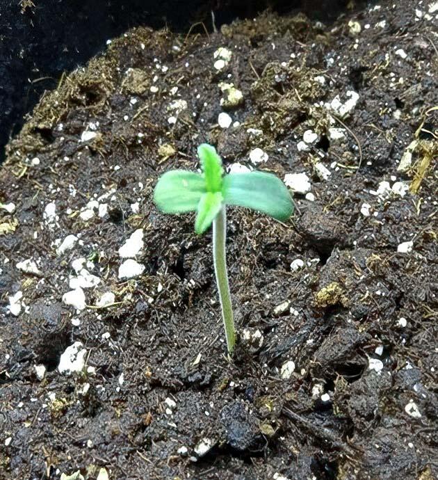 Сорт Wedding Cake Auto от Barney's Farm на 1 неделе