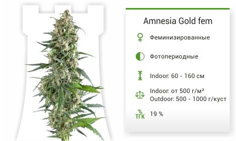 Amnesia Gold fem (Pyramid Seeds)