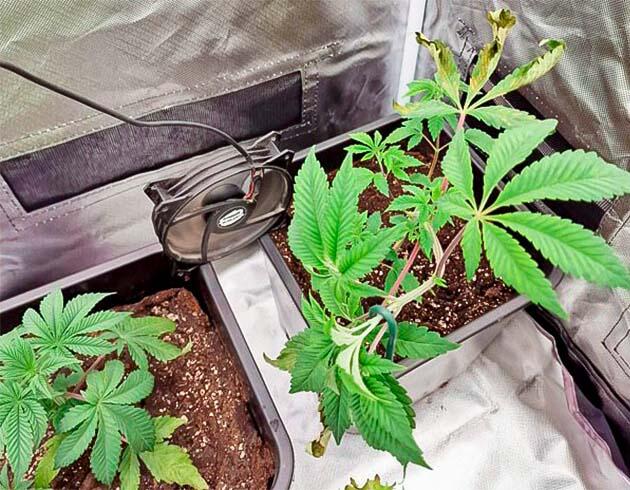 Растишки Poddy Mouth на 4 неделе выращивания