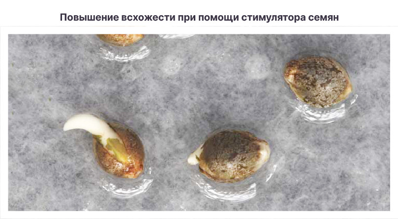 Использование стимуляторов при проращивании Повышение всхожести семян