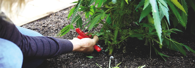 Сбор урожая автиков Сбор урожая автоцветущих сортов марихуаны