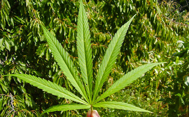 Лист конопли сативы Внешний вид листа сативы