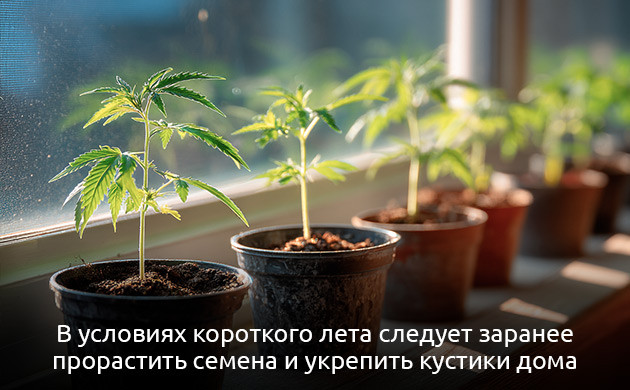 Подготовка к выращиванию конопли в аутдоре