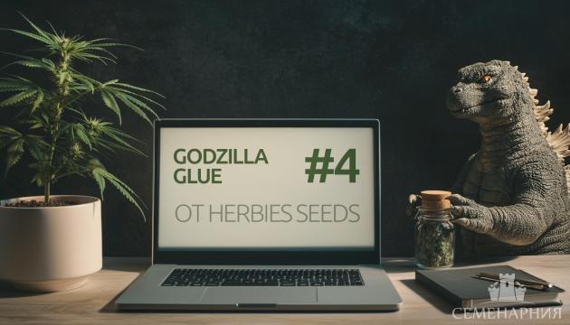 Выращивание сорта марихуаны Godzilla Glue #4 в индоре Гроурепорт сорта Godzilla Glue #4