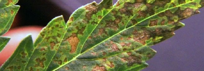 На листьях марихуаны появились пятна