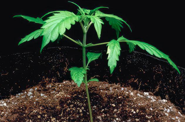 Полив и удобрения конопли Росток Lemon AK Auto от FastBuds на 2 неделе