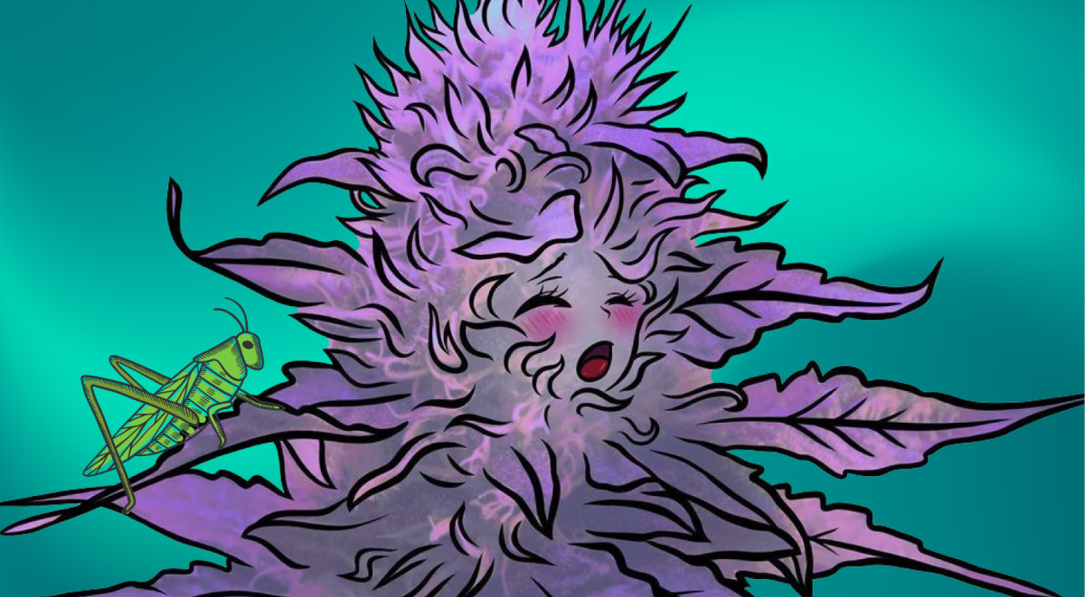 Паразиты и вредители конопли