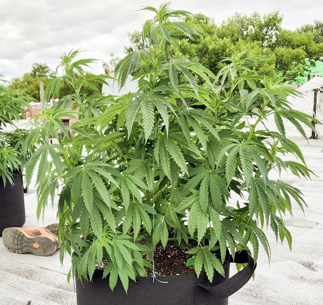 Увеличение дозы удобрений Куст конопли на 7 неделе выращивания