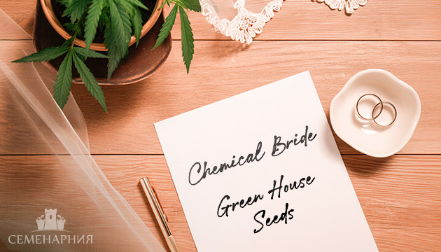 Гроурепорт сорта Chemical Bride