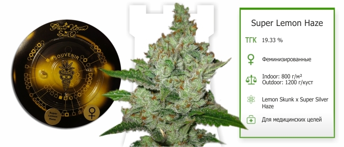 Super Lemon Haze fem