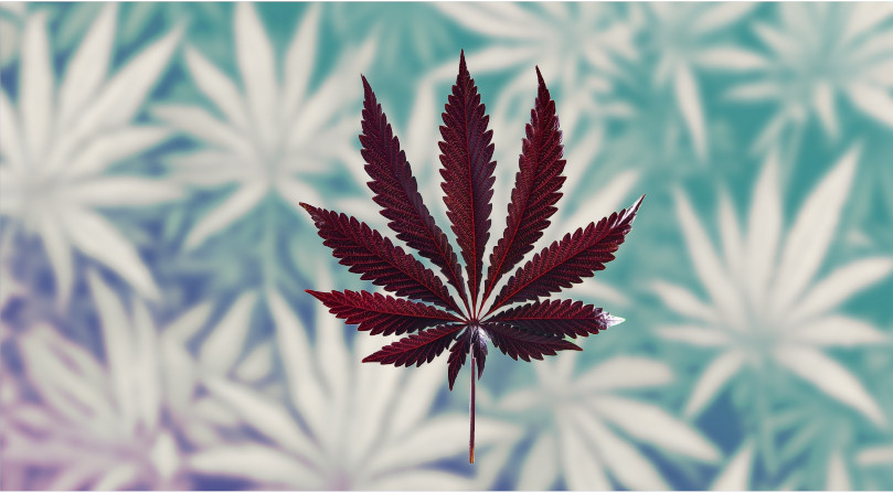 Лист Индики