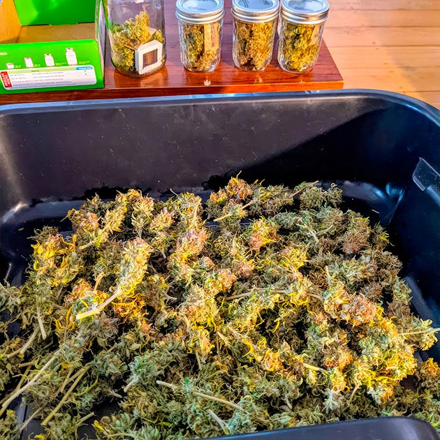 Итоговый урожай и впечатление Собранный урожай