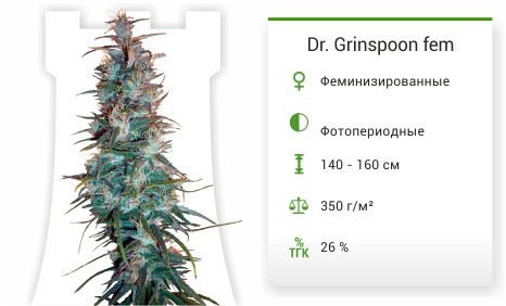 Сорт марихуаны Dr. Grinspoon Dr. Grinspoon fem от Barney's Farm
