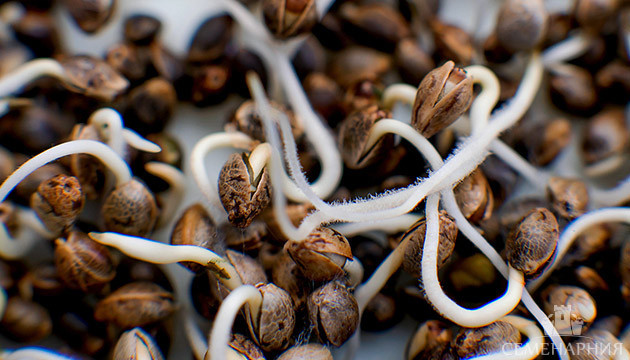 Проращивание семян конопли