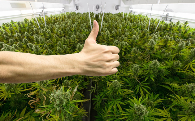 Метод SOG Кусты конопли в теплице