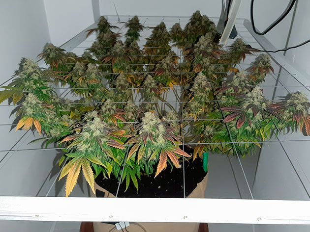 Куст Blackberry Moonrocks перед харвестом