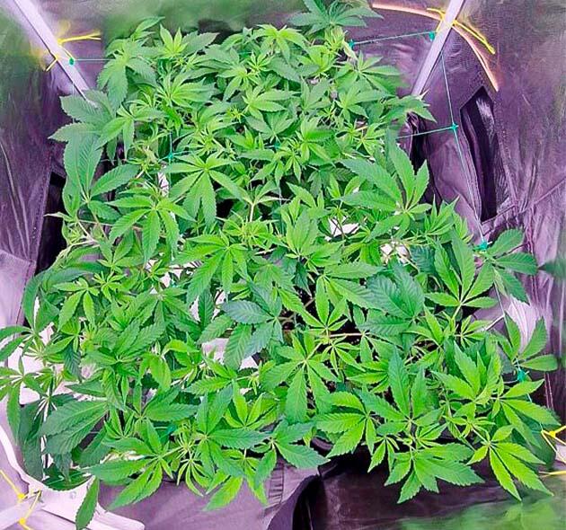 8 неделя выращивания сорта Poddy Mouth