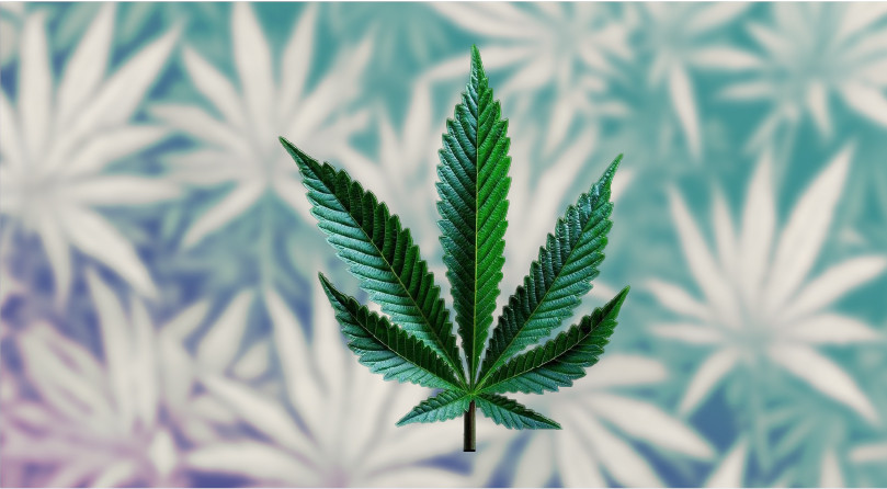 Лист Сативы