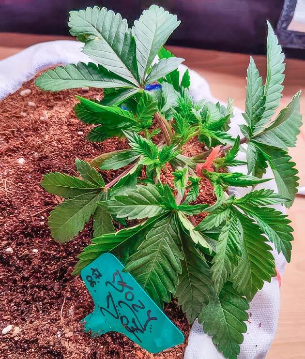 Развитие конопли и проведение тренировок Куст Dozy Doz на стадии вегетации