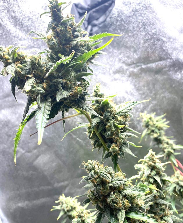 Харвест 12 неделя