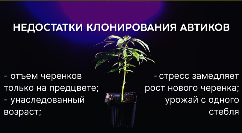 Минусы клонирования автоцветущей конопли