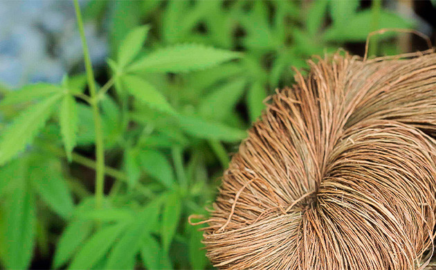 Технический каннабис в промышленности Веревка из стеблей конопли