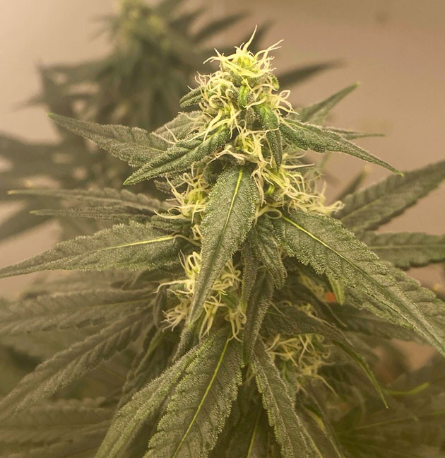 Формирование соцветий Куст Chemical Bride от GHS на стадии цветения