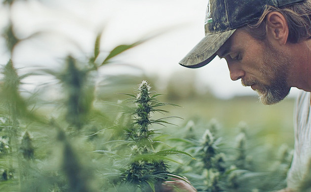 Как ухаживать за коноплей в открытом грунте Уход за коноплей в аутдоре